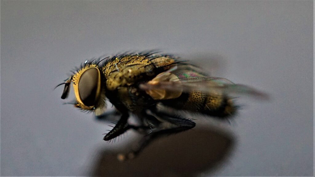 spiritual meaning of a fly