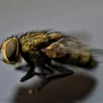 spiritual meaning of a fly