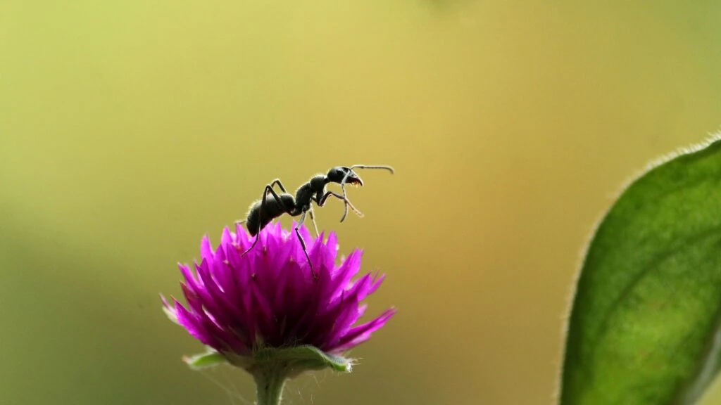 Ant Spiritual meaning