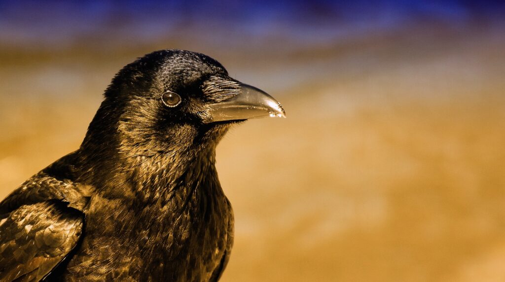 Spiritual meaning of the raven