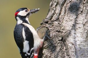 Woodpecker Spiritual Meaning