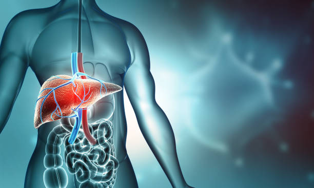 Exploring Serrapeptase Liver Health Effects Liver Health Effects