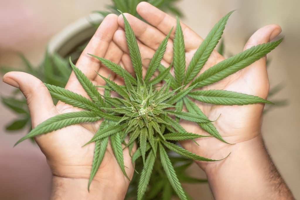 Top Ways to Boost Potency Through Proper Plant Care